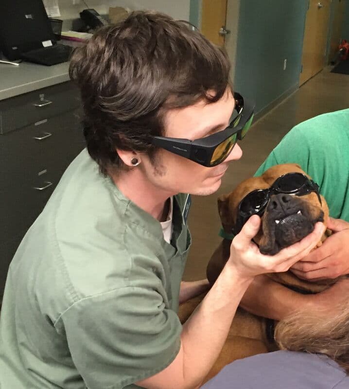 Whiskers before laser therapy